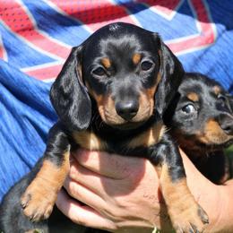 Blaze (Head Male) - Black and tan male Dachshund puppy in Red Bud, Illinois from Midwest Miniature Dachshunds