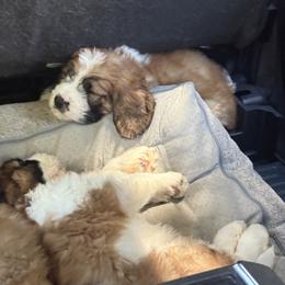 Saint Berdoodle Puppies from Country Manor Saint Berdoodles