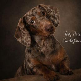 JJ Da Boss aka JJ - Dapple male Dachshund puppy in Leesburg, Ohio from Lees Creek Dachshunds