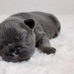 Blue - Blue male French Bulldog puppy in Avondale, Arizona from BigDiamondFrenchies