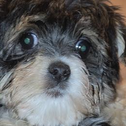 Maltese, Morkies, and Yorkshire Terriers from TenderLittleCuties