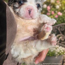 Onyx - Black and white male French Bulldog puppy in Miami, Oklahoma from Destiny Jones