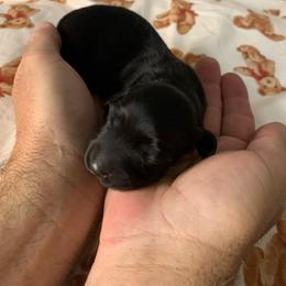 Boy 2 - Black male Dachshund puppy in Vinton, Iowa from Lerch Family Dachshunds
