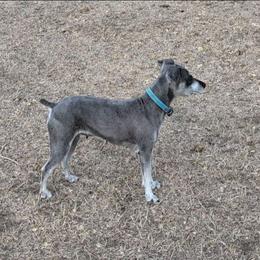 Violette - Miniature Schnauzer