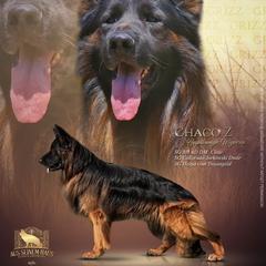 Grizz - German Shepherd