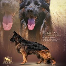 Grizz - German Shepherd
