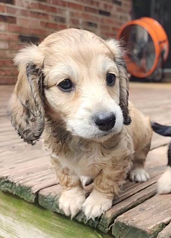 Dachshund Puppies from Katie Light
