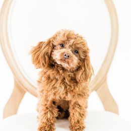Ryder - Poodle