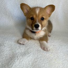 Remi - Red female Pembroke Welsh Corgi puppy in Ocala, Florida from Osborne Corgis