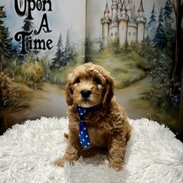Tater - Apricot male Goldendoodle puppy in Stroudsburg, Pennsylvania from Momma’s Mini Goldendoodles