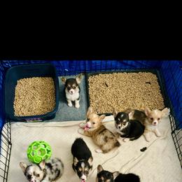 American Corgi Puppies from 5H Corgis