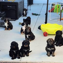 Bernedoodle Puppies from Adorable Dixie Doodles