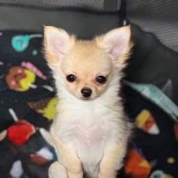 Beignet - Gold female Chihuahua puppy in Bucks County, Pennsylvania from Sweet Bean Chihuahuas