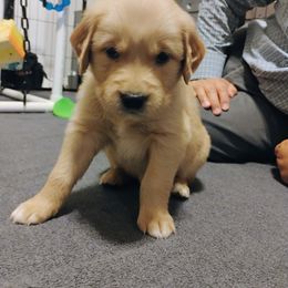 Girl 2 - Pink - Dark golden female Golden Retriever puppy in North Logan, Utah from Twin Canyon Retrievers