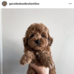 Aussiedoodle and Goldendoodle Puppies from Garside Doodles