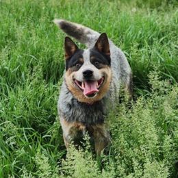 Teddy - Australian Cattle Dog