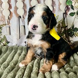 Yellow Girl - Tri-color female Bernedoodle puppy in The Woodlands, Texas from Gracie's Goldendoodles and Bernedoodles of The Woodlands