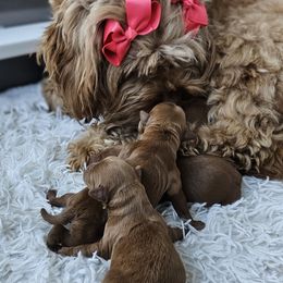 Labradoodles from Sashasdoodles