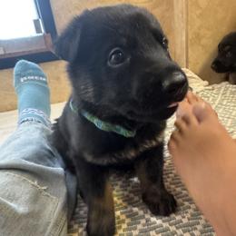 Green Girl - Black and red female German Shepherd puppy in Rolesville, North Carolina from Ransomshire Shepherds