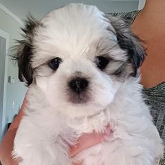 Mal-Shi Puppies from Maple's Malshies