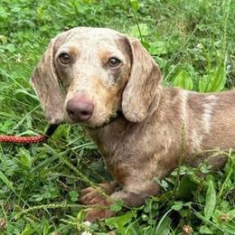 Tucker - Dachshund