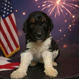 Blue boy (King) - Tri-color male Bernedoodle puppy in Strattanville, Pennsylvania from Goldhaly Peach Doodles