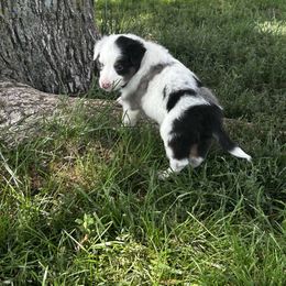 Sky blue - White blue merle and tan male Shetland Sheepdog puppy in Fontanelle, Iowa from Jensen Farms Shelties