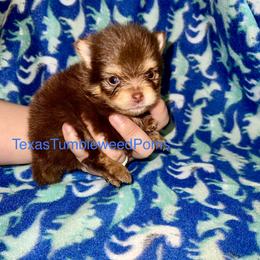 Pomeranian Puppies from Texas Tumbleweed Poms