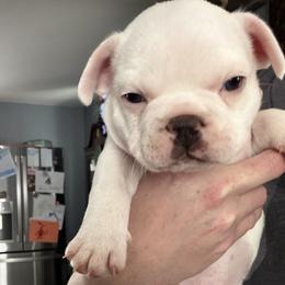 French Bulldog Puppies from Falco’s French Bulldogs