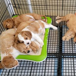 Cavapoo, Companion Cross, Goldendoodle, and Golden Retriever Puppies from SoléLuna Golden Retrievers