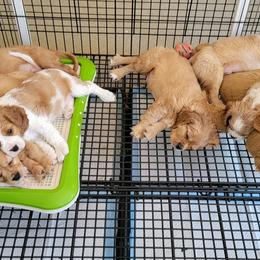 Cavapoo, Companion Cross, Goldendoodle, and Golden Retriever Puppies from SoléLuna Golden Retrievers