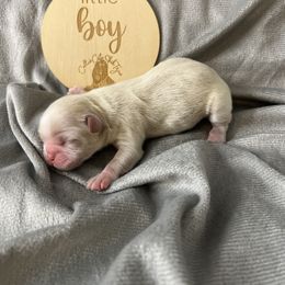 Romeo - Liver and white male Shih Tzu puppy in Vernon, New Jersey from Calta’s Cute Shih Tzu
