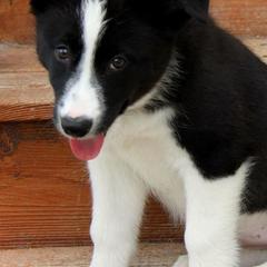 Karelian Bear Dogs from Gary Boots' Karelian Bear Dogs
