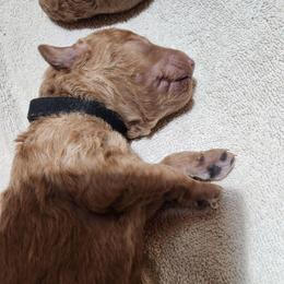 Black collar (Barley) - Red  male Poodle puppy in Stephentown, New York from Creme de la Poodle, standard poodles
