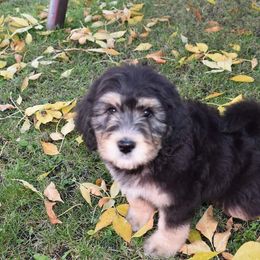 Barley - Tri-color Bernedoodle puppy in Fargo, North Dakota from Belly Rubs