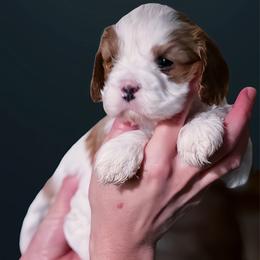 Tammy - Blenheim female Cavapoo puppy in Lexington, Kentucky from Callaway's Cavaliers