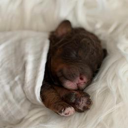 Bonnie - Phantom female Poodle puppy in Waco, Texas from Poodle Paradise