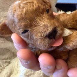 Lando - Red male Cavapoo puppy in Tennessee from MoonBeam Pups