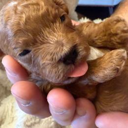 Lando - Red male Cavapoo puppy in Tennessee from MoonBeam Pups