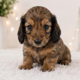 Apollo - Red male Dachshund puppy in Desloge, Missouri from Snows Doxies