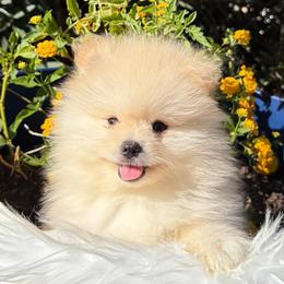 Messi - Cream male Pomeranian puppy in Los Angeles, Santa Clarita, California from LT_Poms