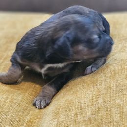Nani - Sable female Cavapoo puppy in Copperas Cove, Texas from Grapeshot Poodles & Doodles LLC