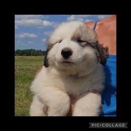 Black collar - White and badger male Great Pyrenees puppy in Mikado, Michigan from Brittain Family Farm