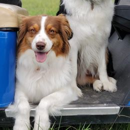 Jazzi - Australian Shepherd