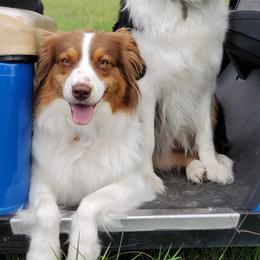Jazzi - Australian Shepherd