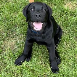 Labrador Retriever Puppies from Whiskey Mountain Labradors
