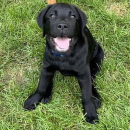 Labrador Retriever Puppies from Whiskey Mountain Labradors