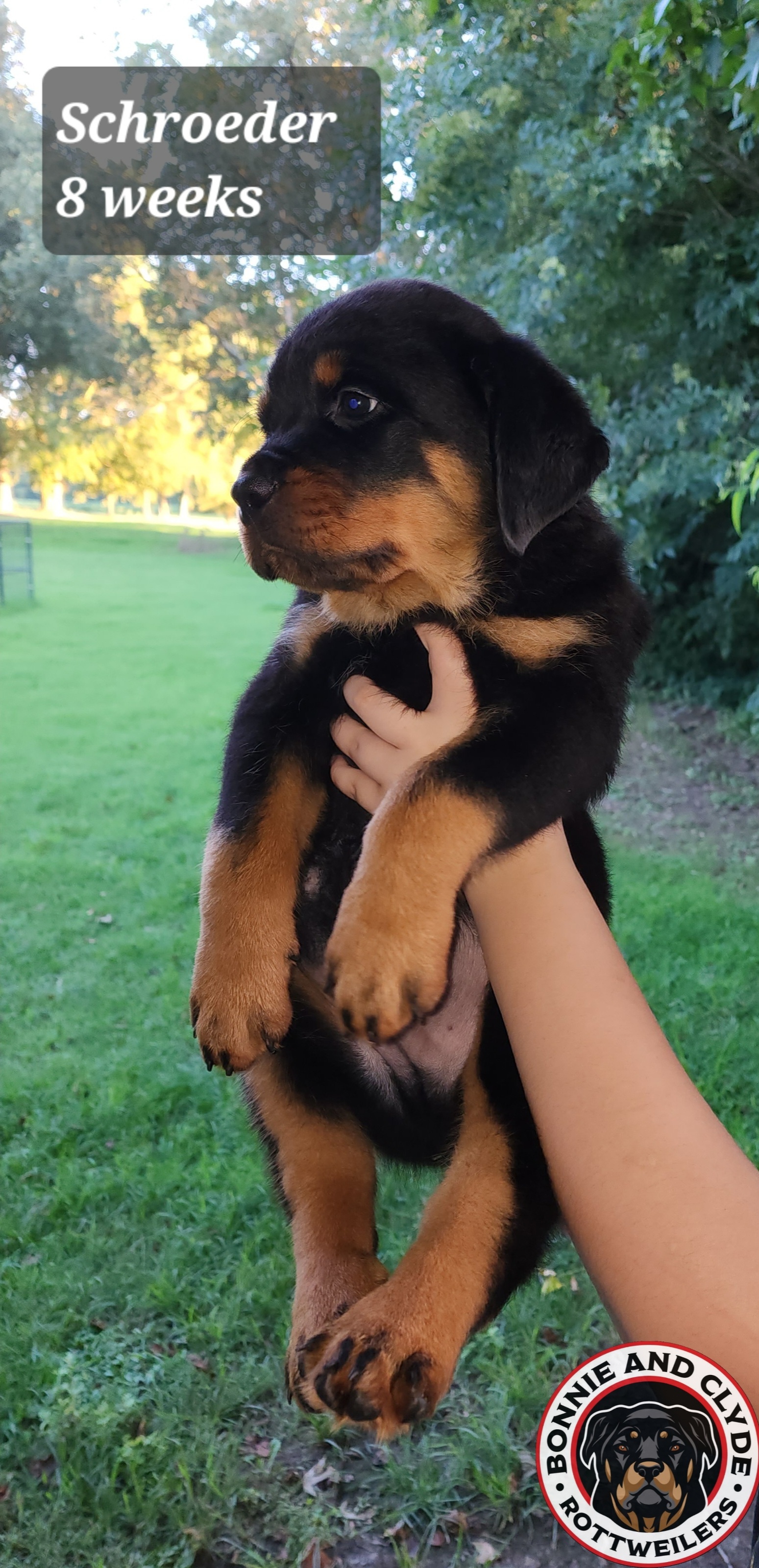 Schroeder 🖤 - Black and tan Rottweiler puppy in Stanton, Tennessee from Bonnie and Clyde Rottweilers LLC
