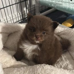 Pomeranian Puppies from Lucky Poms