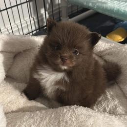 Pomeranian Puppies from Lucky Poms